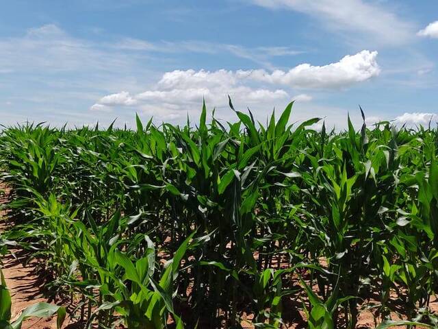 #1 - Fazenda para Venda em Vera Cruz - SP - 1